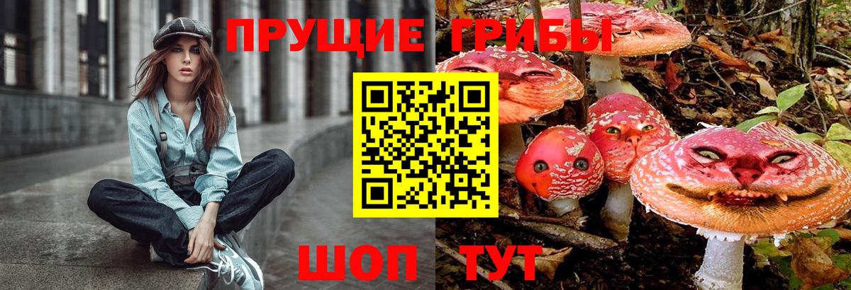 Будённовск  Псилоцибиновые грибы Psilocybine cubensis  Вход с VPN 